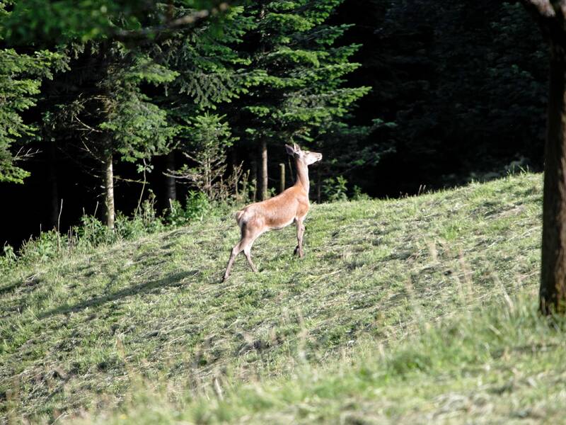 Ein Reh steht auf einer grasbewachsenen Lichtung vor einem dichten Wald.