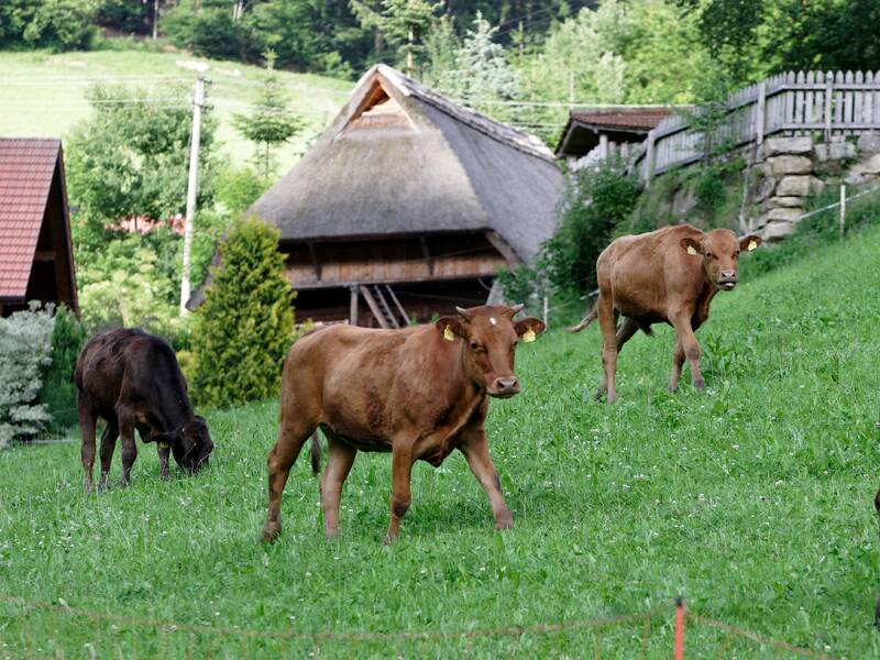 Drei braune Kühe grasen auf einer grünen Wiese vor einem traditionellen Bauernhaus.