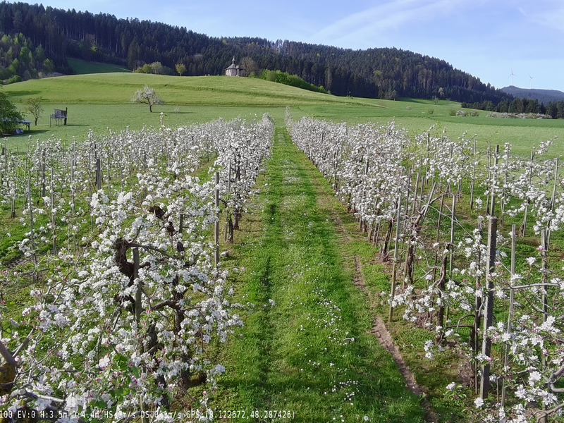 Ein grünes Feld mit blühenden Apfelbäumen, das sich in die Ferne erstreckt, umgeben von sanften Hügeln und Wäldern.