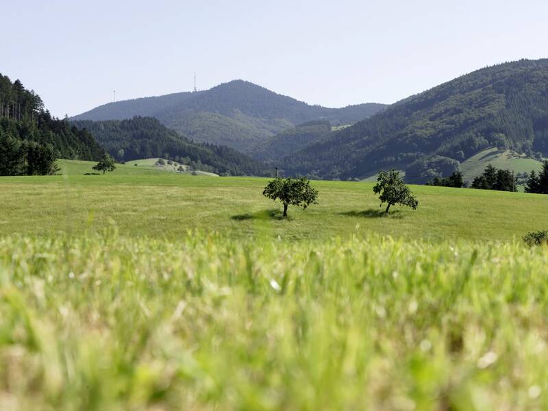 Eine grüne Wiese mit vereinzelten Bäumen erstreckt sich vor bewaldeten Hügeln unter einem klaren Himmel.
