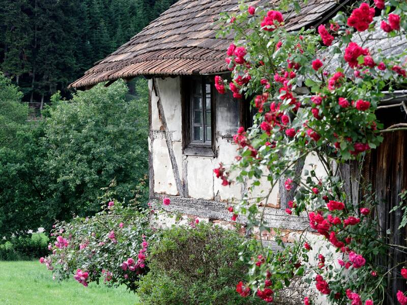 Ein Fachwerkhaus mit altem Holzdach ist von blühenden roten Rosen und üppigem Grün umgeben.