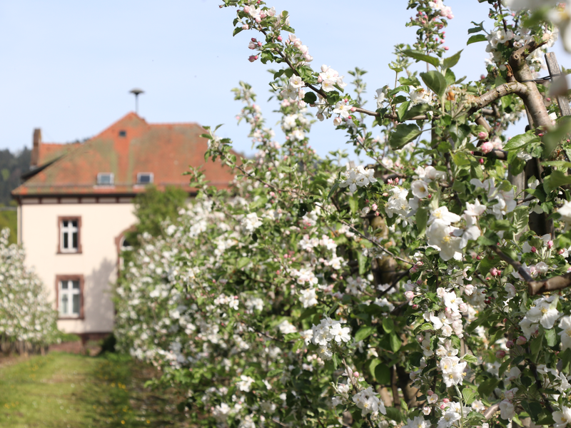 Ein blühender Obstbaumgarten mit weißen Blüten erstreckt sich vor einem großen, altmodischen Haus mit rotem Dach.
