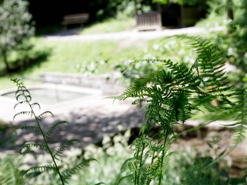 Eine Aufnahme von Farnblättern im Vordergrund, mit einem unscharfen Hintergrund, der eine Sitzbank und einen Steinbrunnen in einer grünen Gartenlandschaft zeigt.